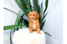 Cavapoo Puppy for Adoption