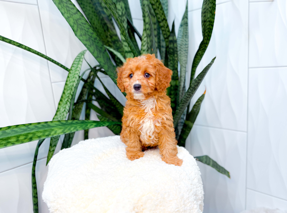 Cavapoo Puppy for Adoption