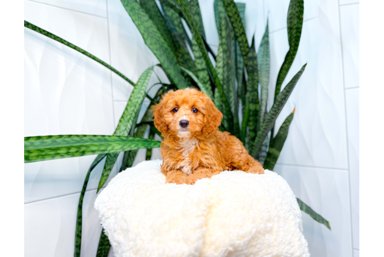 Cavapoo Pup Being Cute