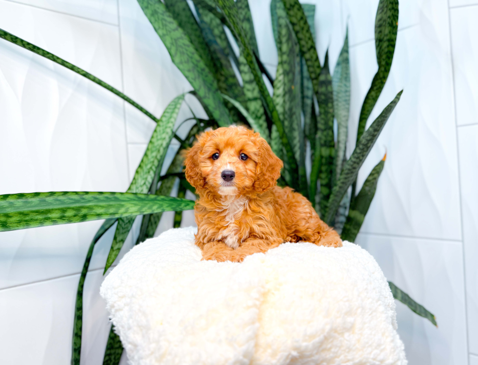 Cavapoo Pup Being Cute