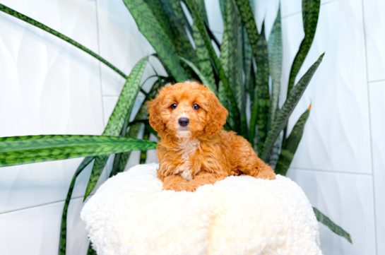 Cavapoo Pup Being Cute