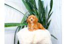 Best Cavapoo Baby