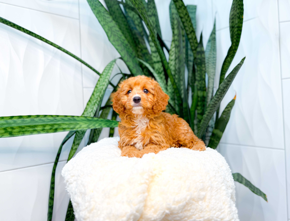 Best Cavapoo Baby