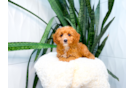 Cute Cavapoo Poodle Mix Pup