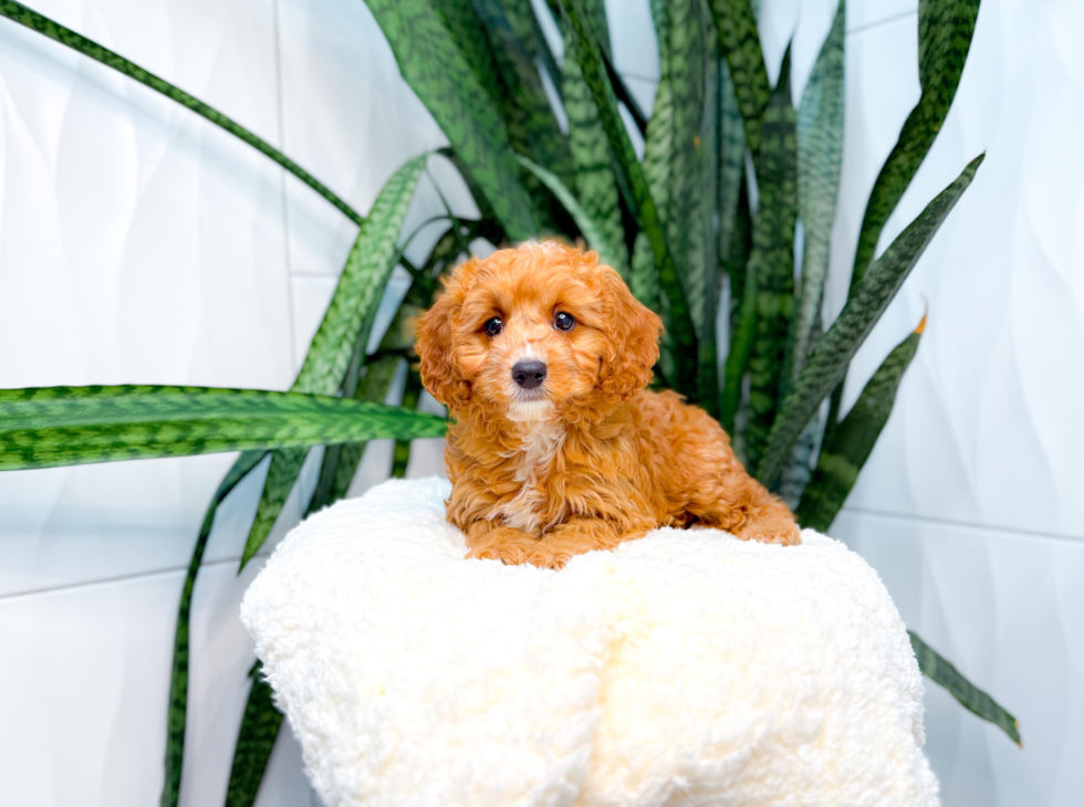Cute Cavapoo Poodle Mix Pup