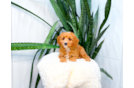 Cute Cavapoo Baby