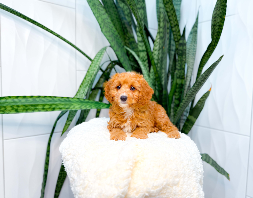Cute Cavapoo Baby