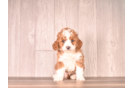Cavapoo Puppy for Adoption