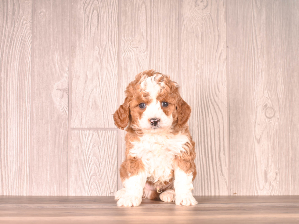 Cavapoo Puppy for Adoption