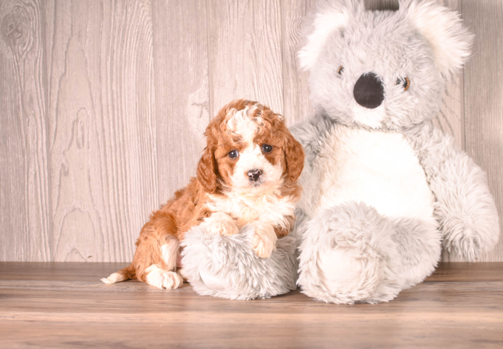 Cavapoo Puppy for Adoption