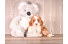 Cute Cavapoo Baby