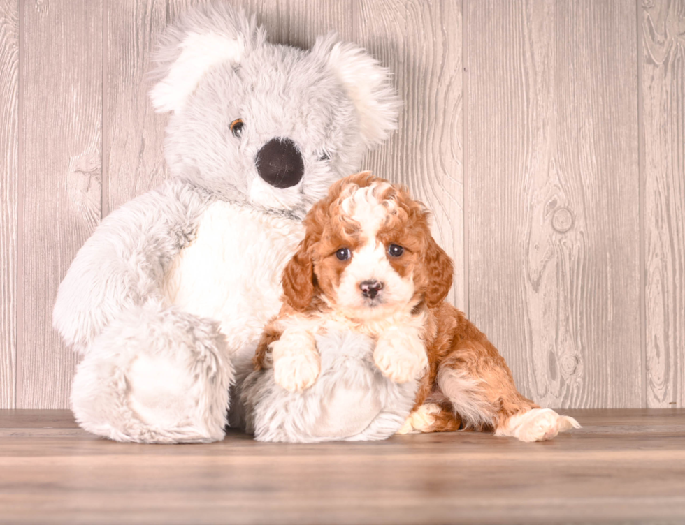 Cute Cavapoo Baby