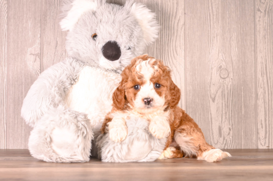 Cute Cavapoo Baby