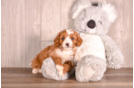 Cute Cavadoodle Poodle Mix Puppy