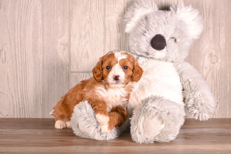 Cute Cavadoodle Poodle Mix Puppy