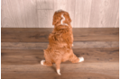 Cavapoo Puppy for Adoption