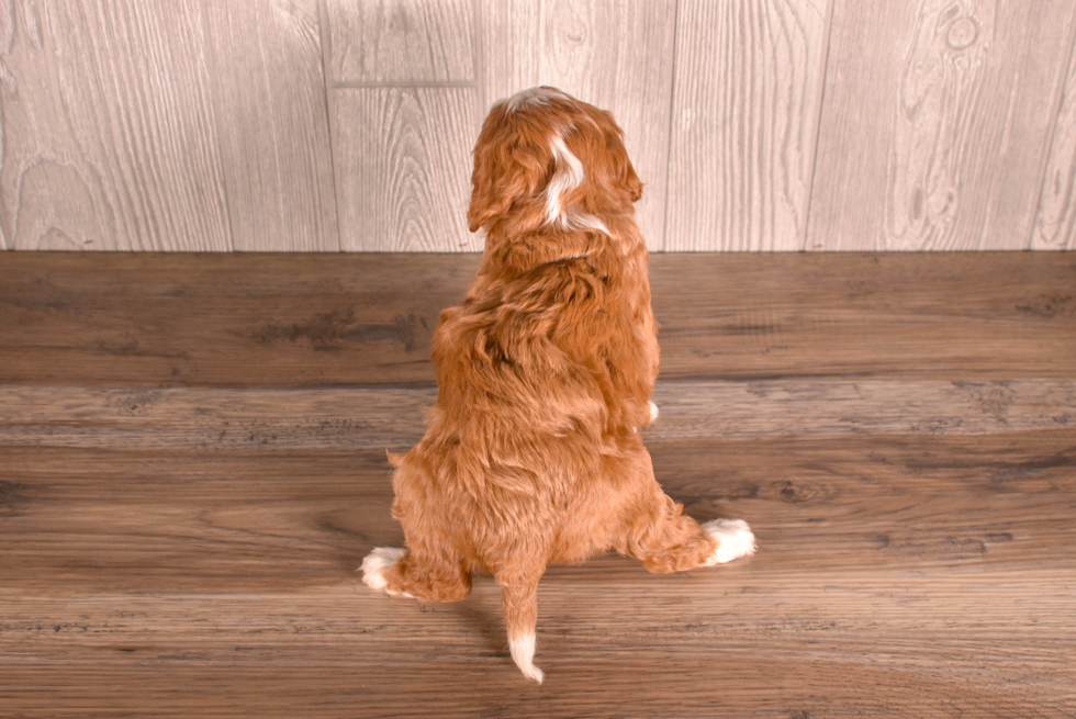 Cavapoo Puppy for Adoption