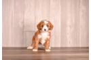 Cute Cavapoo Poodle Mix Pup