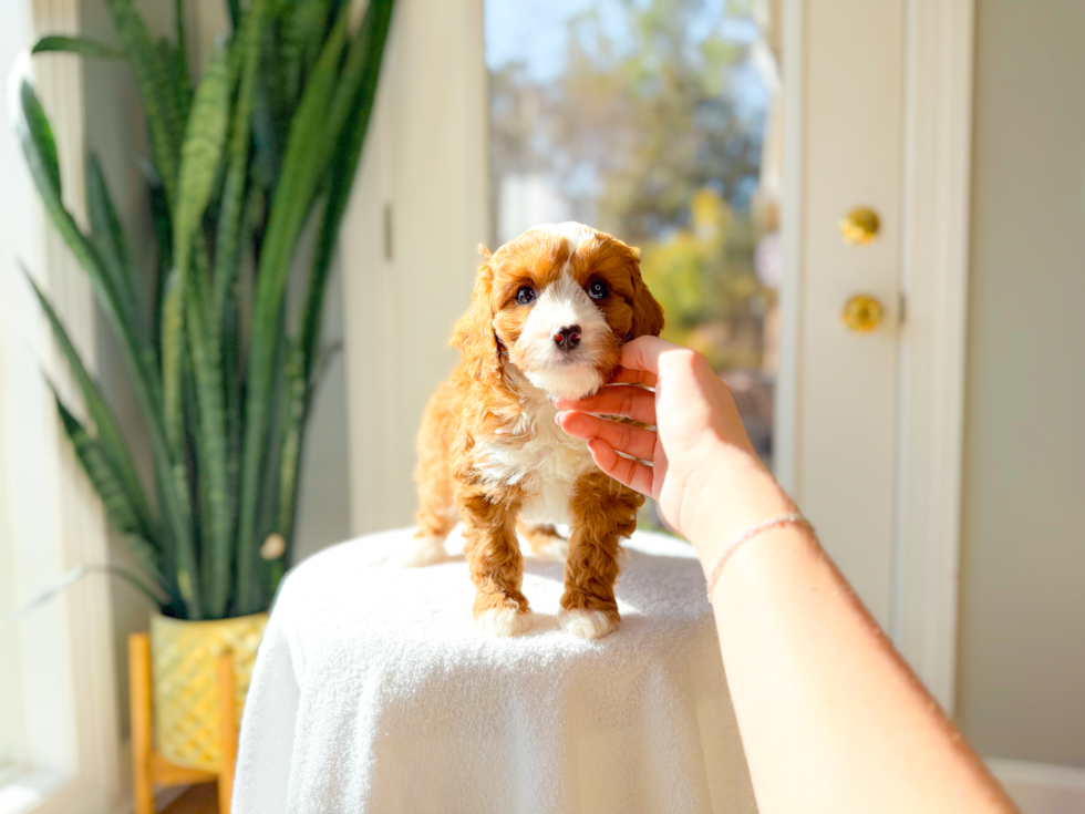 Cute Cavapoo Poodle Mix Pup