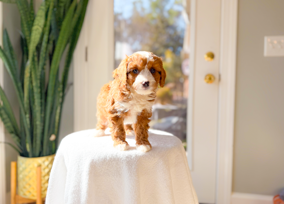 Cavapoo Puppy for Adoption