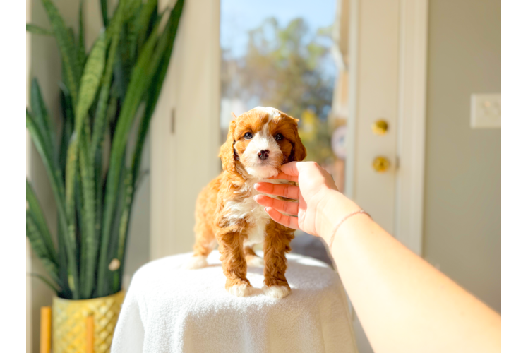 Best Cavapoo Baby
