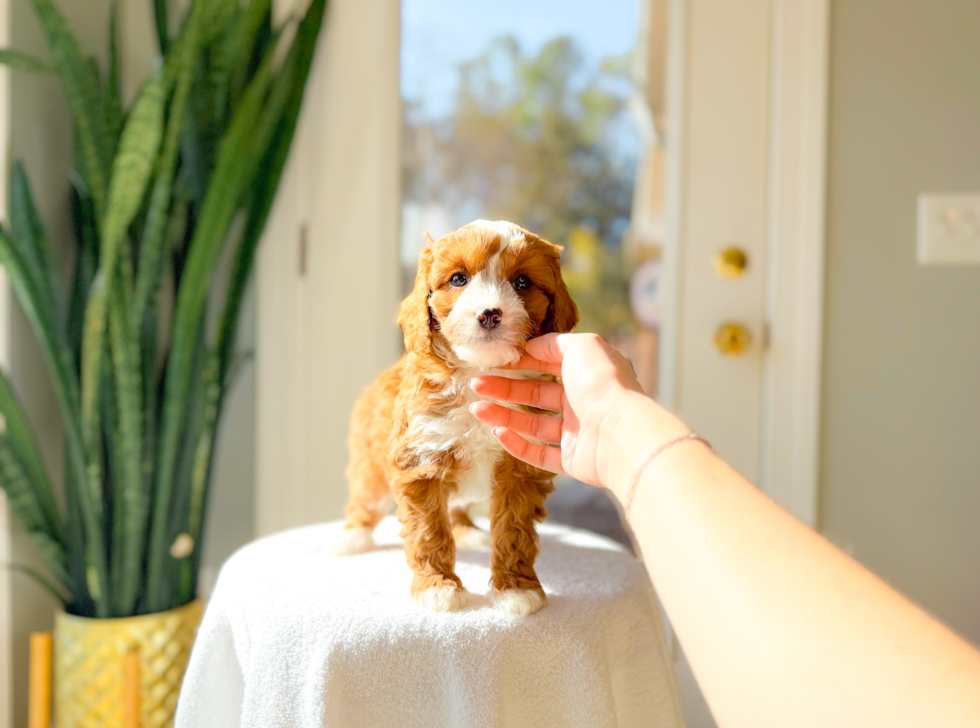 Best Cavapoo Baby