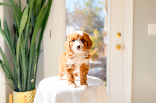 Cute Cavapoo Baby