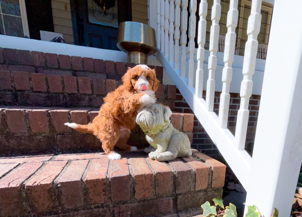 Cute Cavapoo Baby
