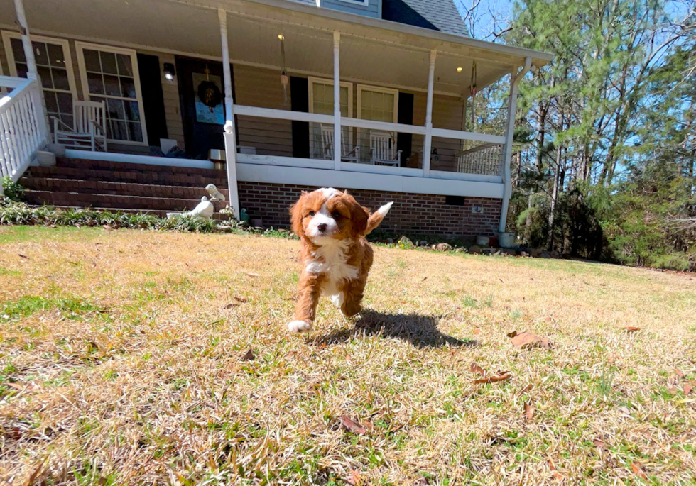 Cavapoo Puppy for Adoption