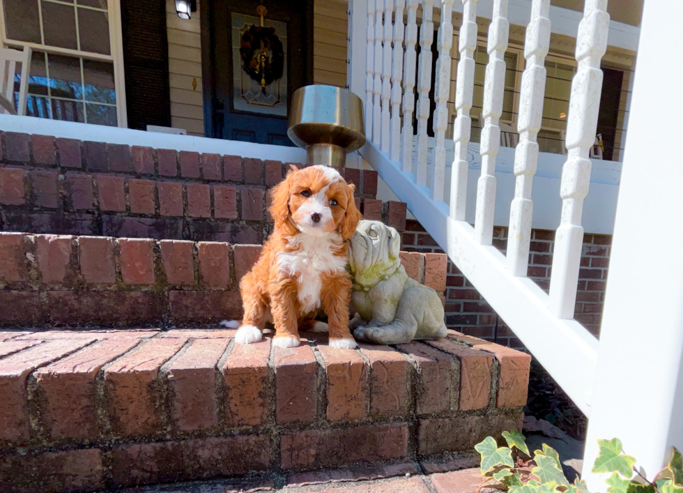 Cavapoo Pup Being Cute