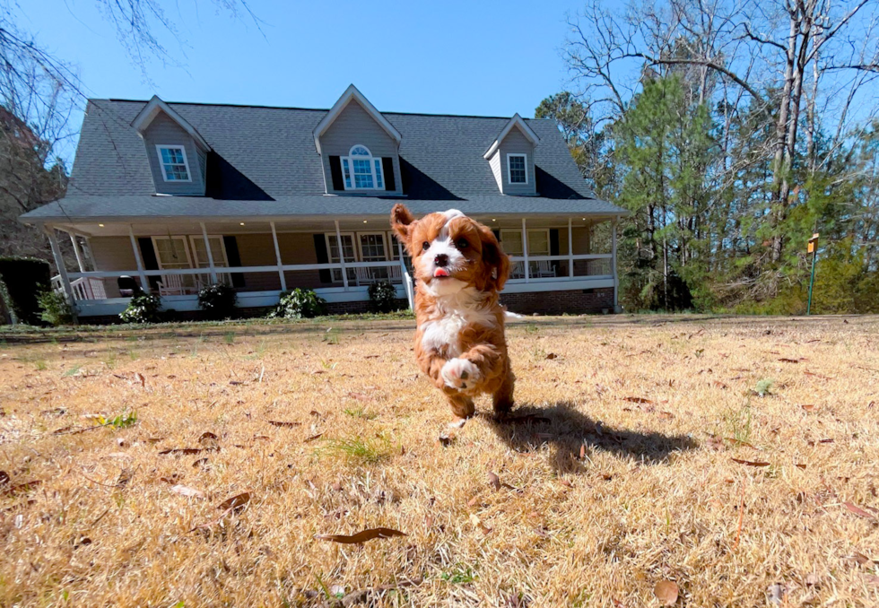 Cavapoo Puppy for Adoption