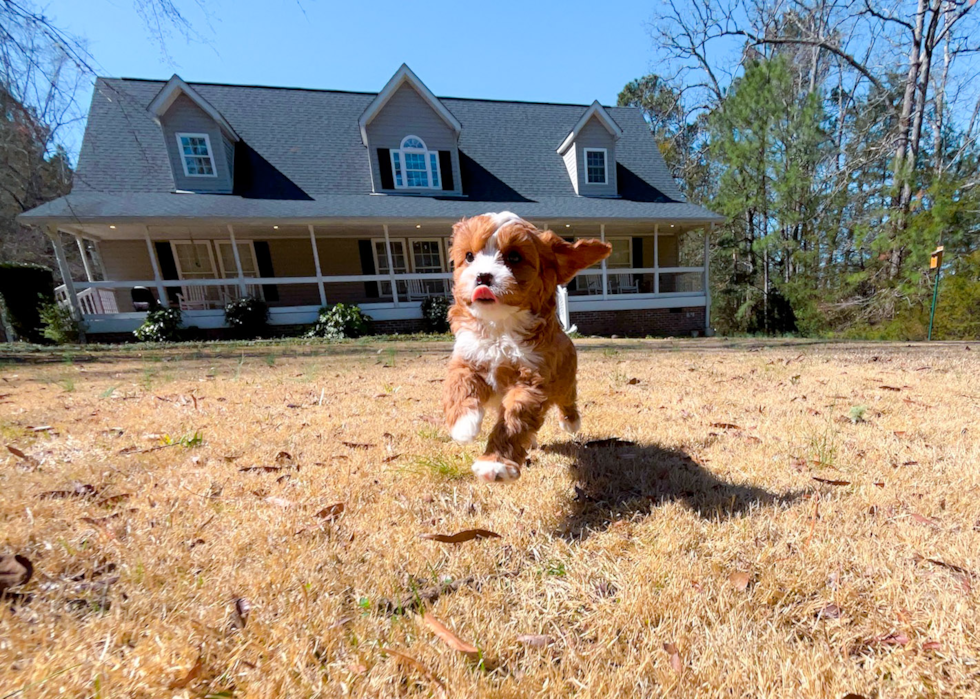 Cute Cavapoo Poodle Mix Pup