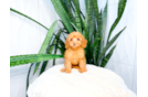 Best Cavapoo Baby