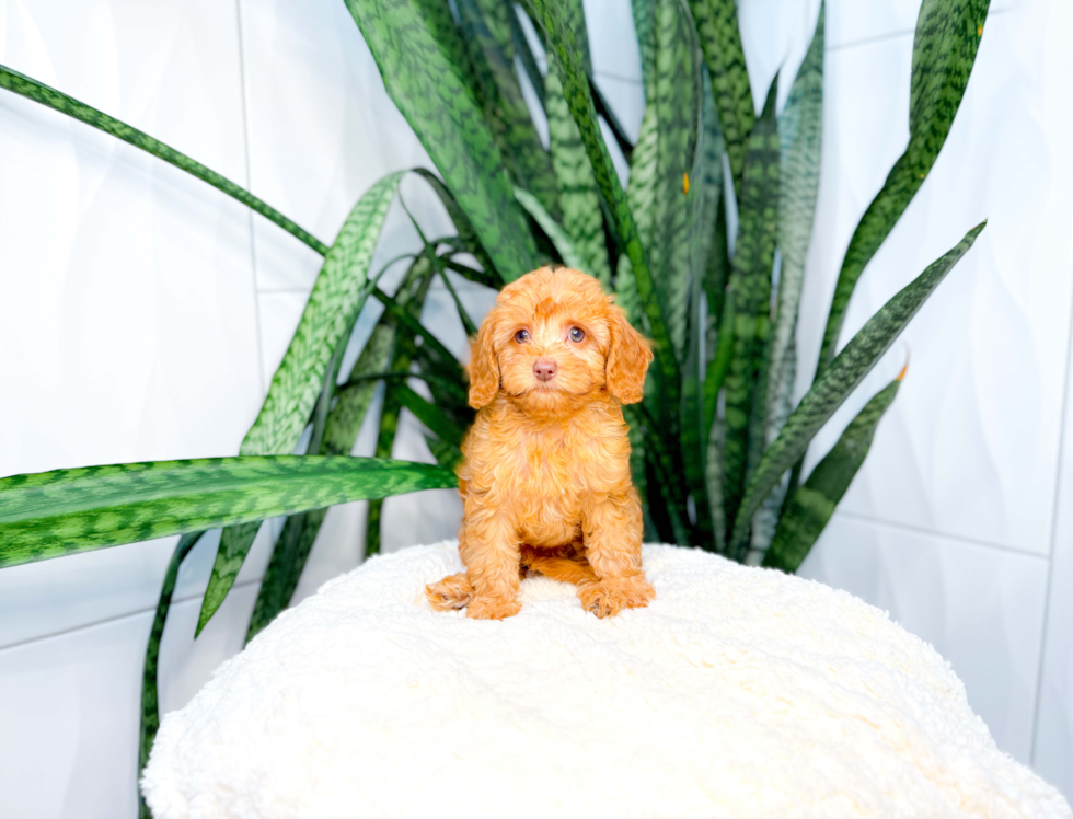 Best Cavapoo Baby