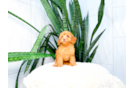 Cute Cavoodle Poodle Mix Puppy