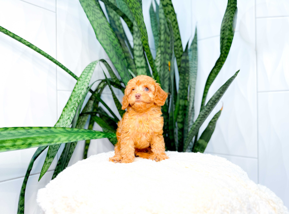 Cute Cavoodle Poodle Mix Puppy