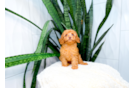 Cavapoo Pup Being Cute