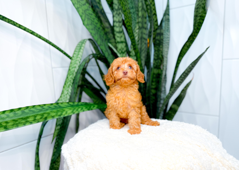 Cavapoo Pup Being Cute