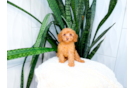 Cavapoo Puppy for Adoption