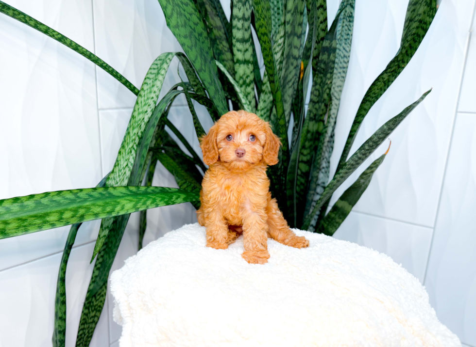 Cavapoo Puppy for Adoption