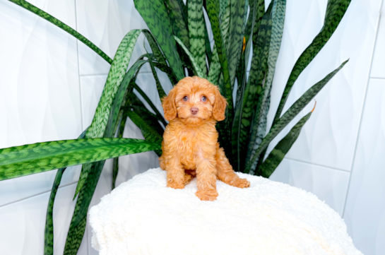 Cavapoo Puppy for Adoption