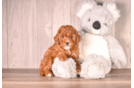 Cute Cavapoo Baby