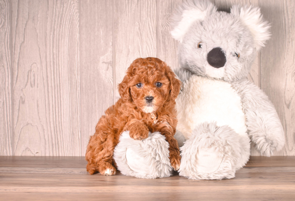 Cute Cavapoo Baby