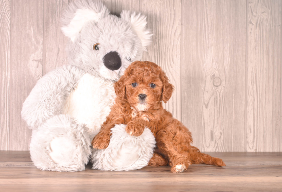 Best Cavapoo Baby