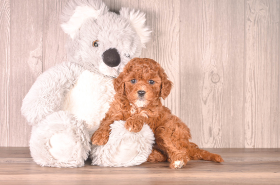 Best Cavapoo Baby