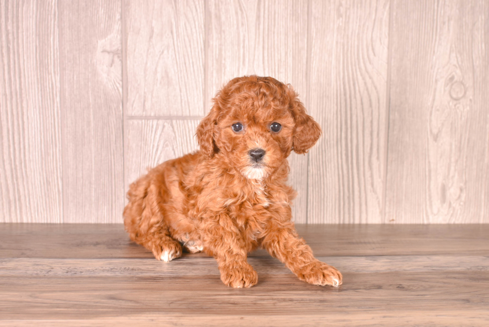 Cute Cavapoo Baby