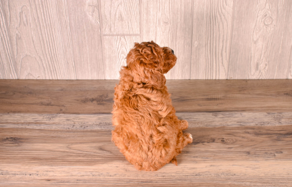 Cute Cavipoo Poodle Mix Puppy