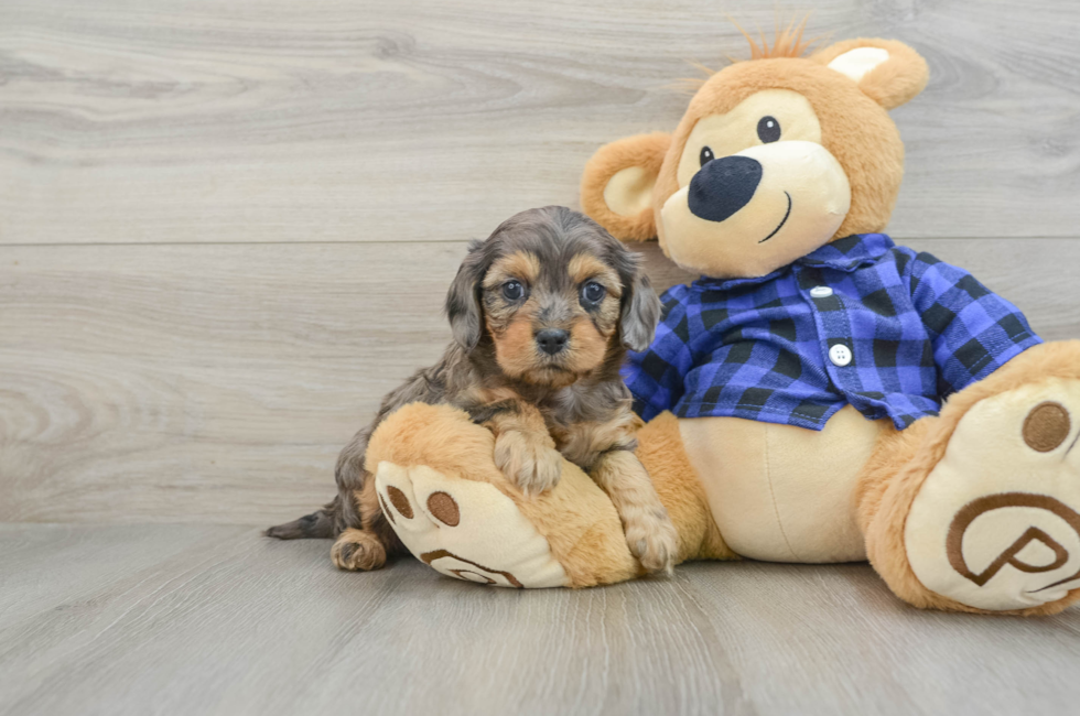 5 week old Cavapoo Puppy For Sale - Simply Southern Pups