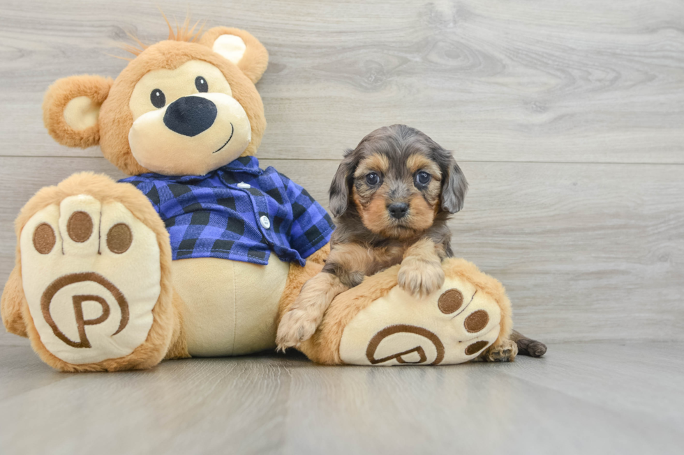 Cavapoo Puppy for Adoption