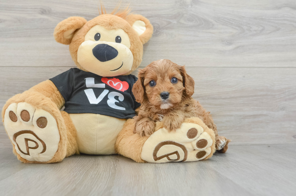 5 week old Cavapoo Puppy For Sale - Simply Southern Pups